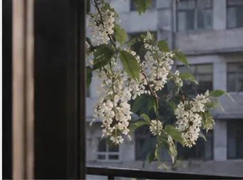 槐序头像